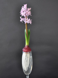 Single flowering hyacinth in champagne glass