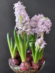 Hyacinths bulbs in flower