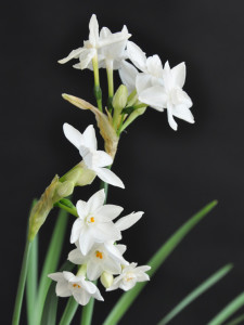 Paperwhite jonquils are very fragrant